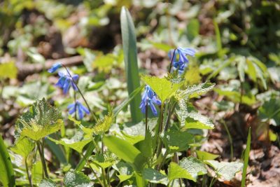 весна, Донбасс