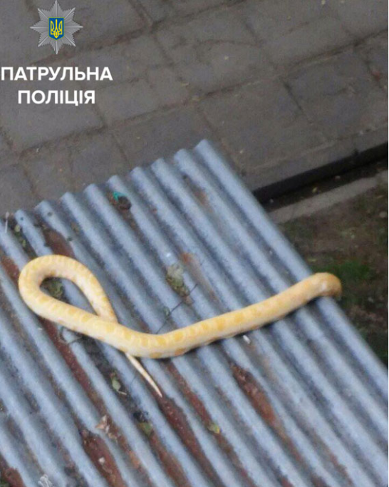 Пойманный питон Пойманный питон