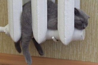 отопление, батарея, кот