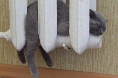отопление, батарея, кот отопление, батарея, кот