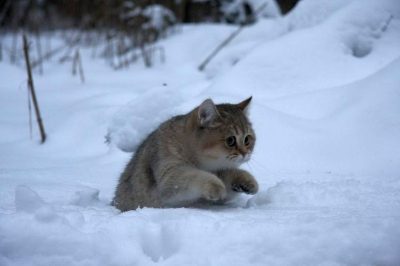 Киев засыпает снегом. Водителей и пешеходов просят быть внимательными и осторожными