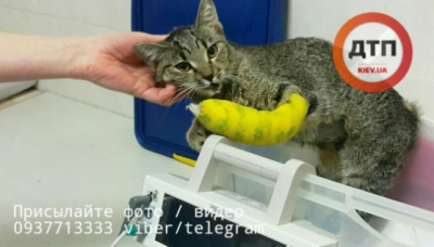 Пострадавшая кошка Пострадавшая кошка