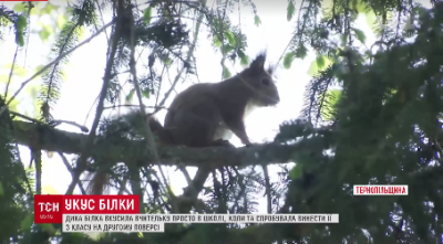 Белки умудрились спрятать под капотом авто 23 кило шишек. Фото