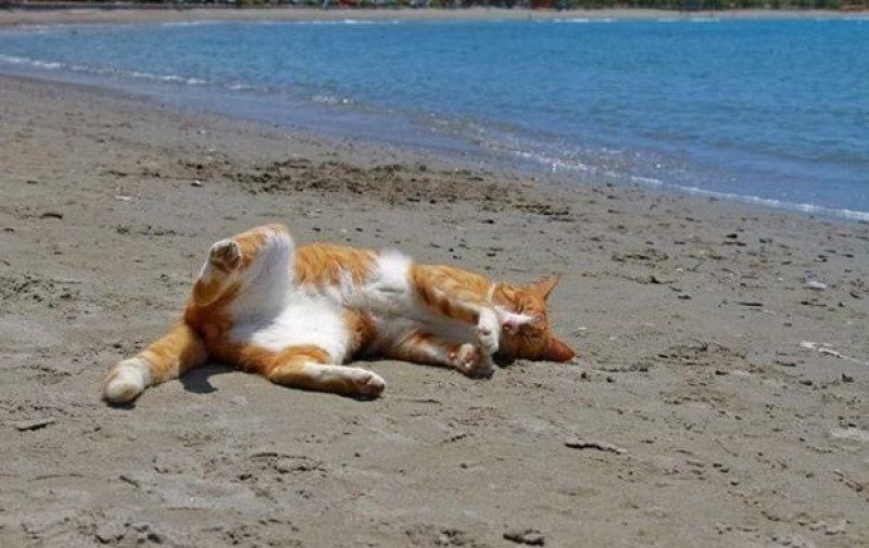 Испепеляющие +35 градусов: синоптик напугал погодой на среду