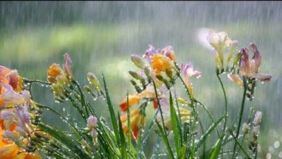 Дождь, погода, лето