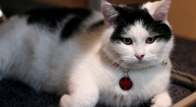 Кот Лоуренс из британского посольства в Иордании Кот Лоуренс из британского посольства в Иордании