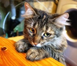 кот кот