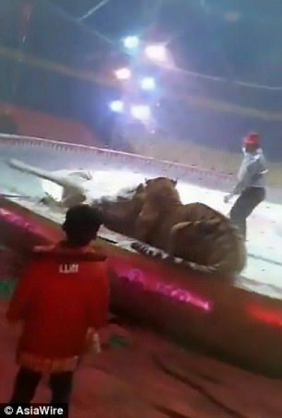 На арене китайского цирка тигр и лев набросились на лошадь, фото и видео