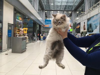 В аэропортах Москвы и Подмосковья теперь многое нельзя. В аэропортах Москвы и Подмосковья теперь многое нельзя.