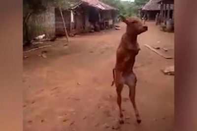 В Индонезии двуногий теленок научился ходить по-человечески, фото, видео