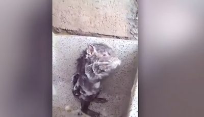 "В жизни такого не видел": Сеть поразило видео крысы, принимающей душ с мылом. Видео "В жизни такого не видел": Сеть поразило видео крысы, принимающей душ с мылом. Видео