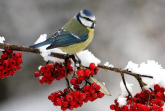 зима. снег зима. снег