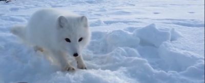 Смелый песец и боязливая лиса стали звездами в Сети: видео