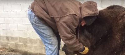 Обнимашки с медведем. Сеть порвало видео мужчины, утешающего грустного "косолапого" зверя