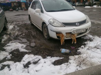 В России депутат ездил с мертвой собакой в бампере несколько дней, фото, видео