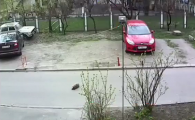 В Киеве живодер на иномарке специально задавил собаку, узнали журналисты В Киеве живодер на иномарке специально задавил собаку, узнали журналисты