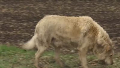 Скриншот из видео Скриншот из видео