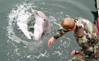 Украинские боевые дельфины погибли в Крыму, отказавшись выполнять приказы оккупантов - постпред Порошенко