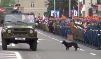 В Донецке в парада победы, устроенном боевиками "ДНР", приняла участие собака В Донецке в парада победы, устроенном боевиками "ДНР", приняла участие собака
