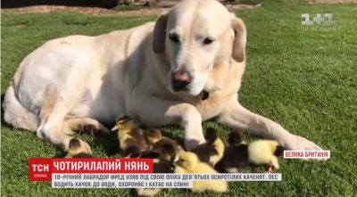В Британии пес выхаживает 9 утят. В Британии пес выхаживает 9 утят.