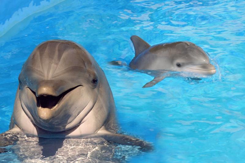 В аннексированном Крыму рекордное число погибших дельфинов