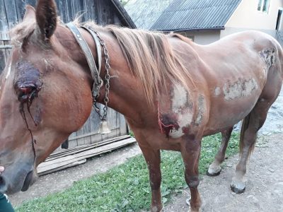 На Закарпатье пьяный мужчина проволок коня по асфальту: фото