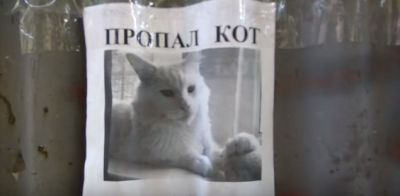 Пропавший кот превратился в магического Пропавший кот превратился в магического