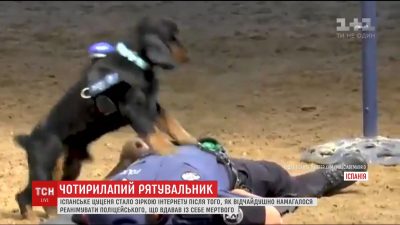 Щенок стал звездой интернета. Щенок стал звездой интернета.