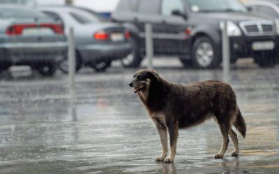 Погода в Украине — В Украине изменится характер погоды, предупредили синоптики
