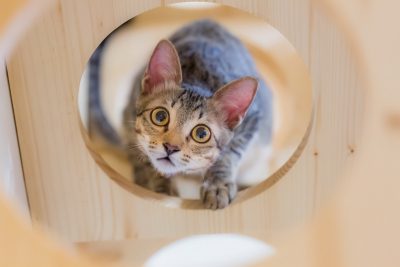 Почему кошки лезут в коробки: два ответа Почему кошки лезут в коробки: два ответа