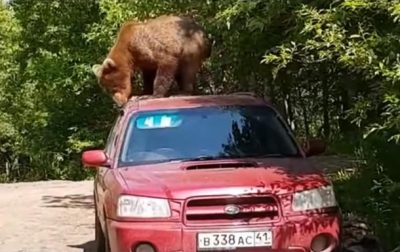В Сети появилось видео попыток медведя взломать запертую машину