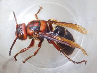 шершень шершень