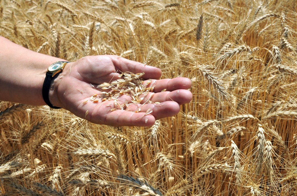 Украина создала интригу на рынке пшеницы, спровоцировав рост цен – Bloomberg