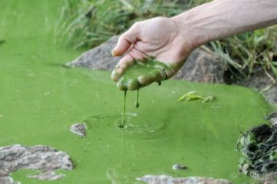 Цветение воды может стать причиной экологической катастрофы Цветение воды может стать причиной экологической катастрофы