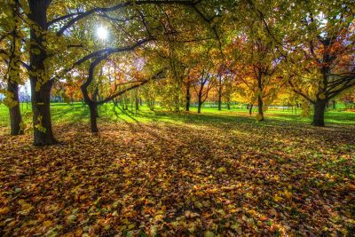 погода_осень_парк_листья_листва_деревья погода_осень_парк_листья_листва_деревья