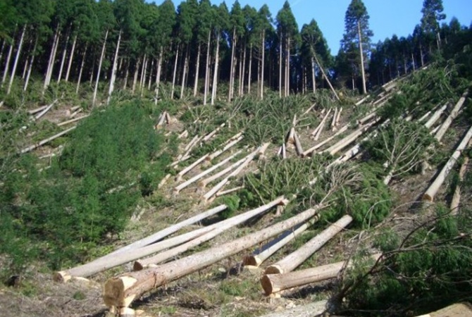 лысые Карпаты