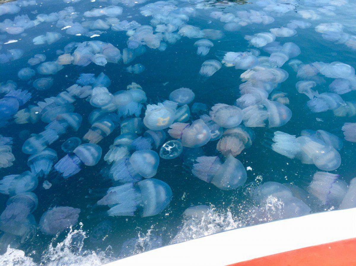 В Азовском море образовался остров из медуз: курьезное видео