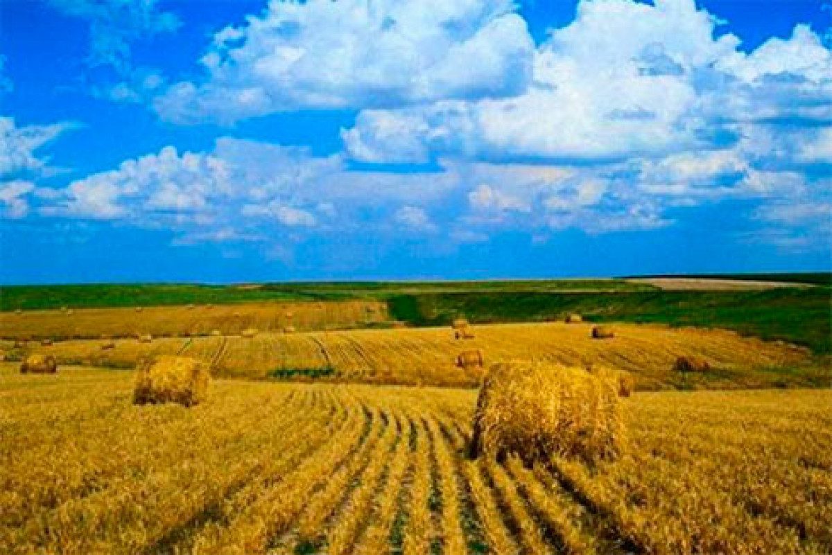 Рынок земли: украинцы продают свои гектары бешеными темпами