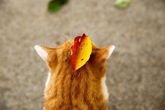 природа_погода_Осень_кот