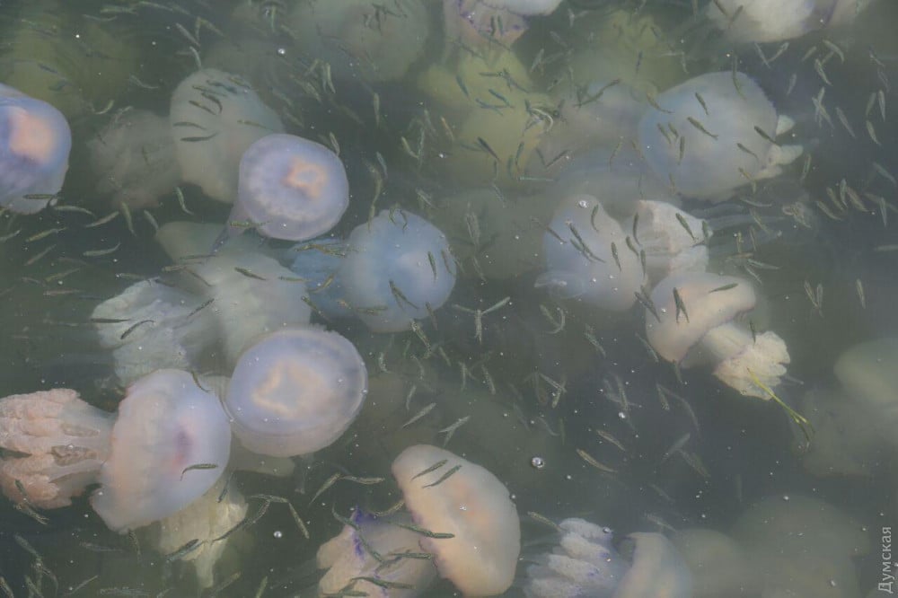 Одессу аномально атаковали медузы и комары: опубликовано фото и видео