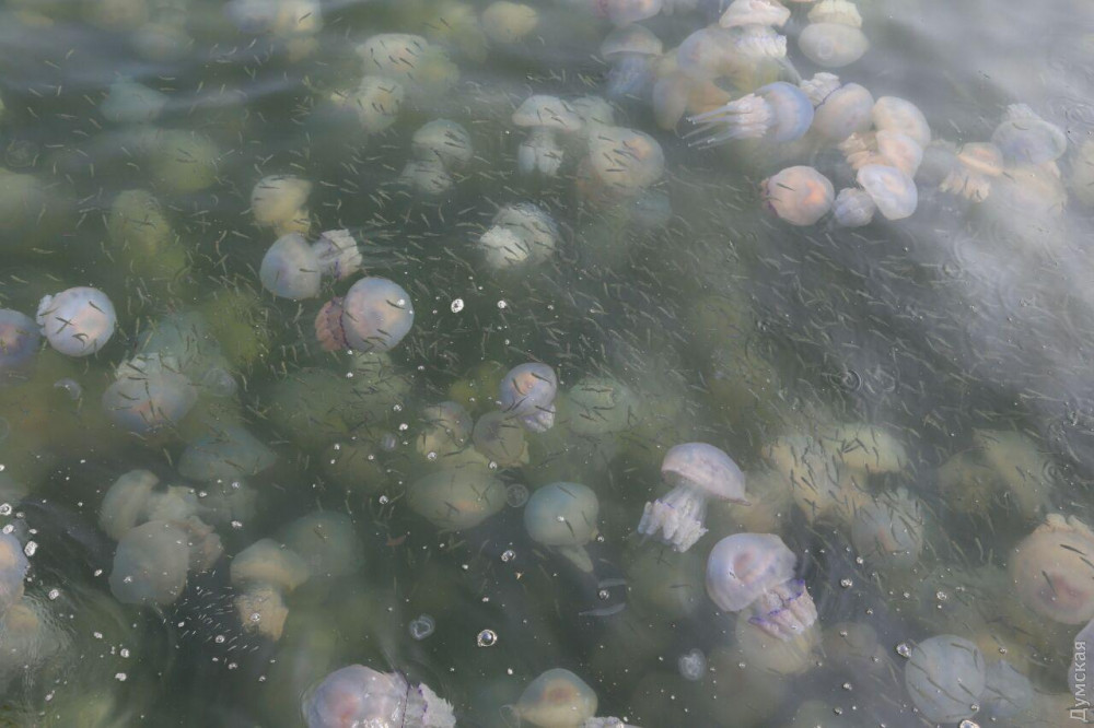 Медузы в Одессе