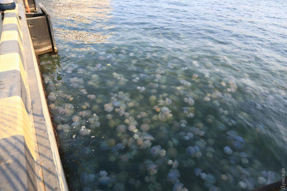 Медузы в Одессе