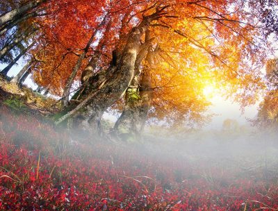 погода_осень_туман_деревья погода_осень_туман_деревья