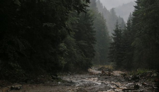 Страх, лес Страх, лес