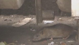 Крысы заполонили центр столицы Крысы заполонили центр столицы
