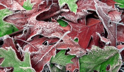 природа_листья_иней_заморозки