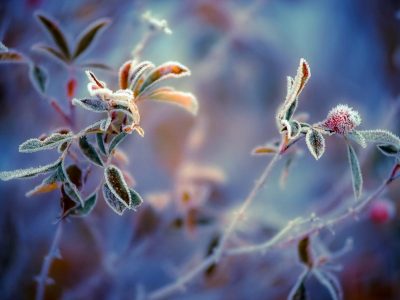 Синоптики сообщили, что на части территории Украины ночью 22 апреля будут сильные заморозки Синоптики сообщили, что на части территории Украины ночью 22 апреля будут сильные заморозки