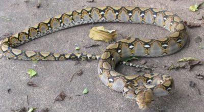Питон / Reptiles and Amphibians of Bangkok