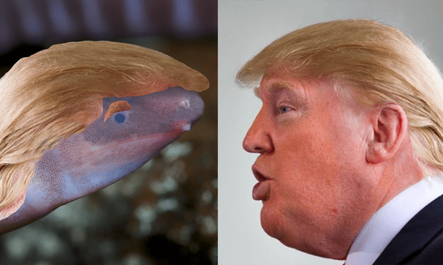 Трамп-амфибия Трамп-амфибия