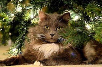 кошка_кот_елка_ель_Новый год